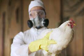 Learn about vaccination, transmission, treatment, prevention similarly, the dutch poultry industry was affected by the spread of bird flu in chickens in march 2015. What Is Bird Flu And Where Have There Been Outbreaks In The Uk