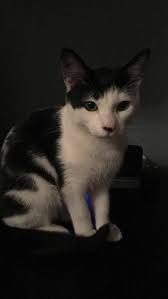 Hi All, Our 6 month old kitten has wandered off and has been gone quite a  while now which is very unlike him. We live in Highfield. He's a tabby with  distinctive