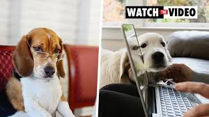 Image result for Metaldehyde Poisoning