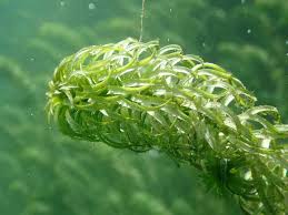 Image result for Lagarosiphon major