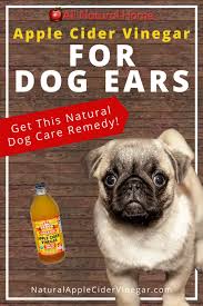 Apple Cider Vinegar For Dog Ears Home Remedy In 2020 Dog Allergies Remedies Itchy Dog Ears Dog Ear