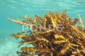 Brown Algae Bush In Shallows Stock Photos Ad Bush Algae Brown Photos Stock Photograph Camera White Balance Bush
