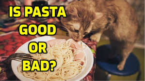 Is Pasta Bad For Cats Brown White Dried Pasta Sauce