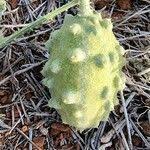 Image result for Cucumis aculeatus