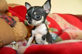 Check spelling or type a new query. Micro Teacup Full Grown Great Dane Chihuahua Mix Pets Lovers