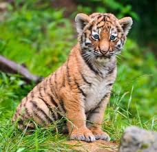 Siberian Tiger Facts Cubs Habitat Diet Adaptations Pictures