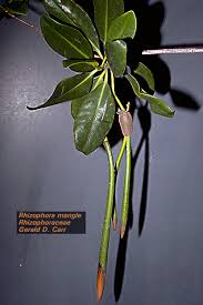 Image result for Rhizophoraceae