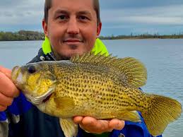 Looking for the best fishing wallpaper? Jonny Pitelka Caught And Released Another State Record Quality Fish Comes From Three Oaks Recreation Chicago Sun Times
