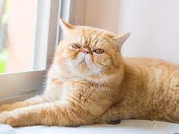 See more of exotic shorthair breeders on facebook. Exotic Shorthair Im Rasseportrait Zooroyal Magazin