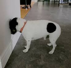 Cats are cute and cuddly, but they're also known for their unusual and unpredictable behavior. What Is Head Pressing In Dogs And Cats Face Foundation