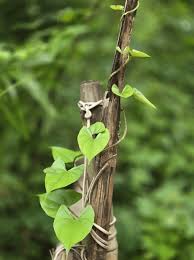Image result for Dioscorea hirtiflora