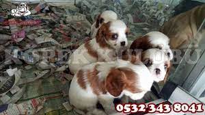 bursa kopek ciftligi 0532 343 8041 kopek bursa