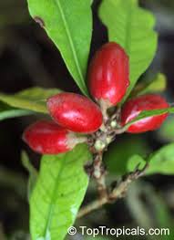 Image result for Synsepalum revolutum