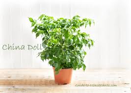 Harbin dollar (大洋票, dayangpiao) of warlord china. China Doll Plant Care How To Grow Radermachera Sinica As A Houseplant