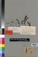 Image result for Laurembergia repens