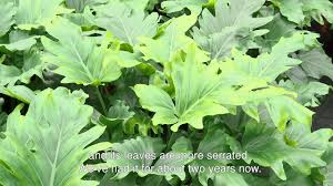 Winnaar Dutch Tulip Award 2017 Philodendron Little Hope Youtube