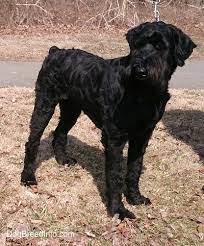Maybe you would like to learn more about one of these? Giant Schnauzer Dog Breed Information And Pictures