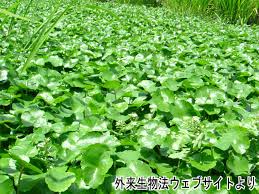 Image result for Hydrocotyle ranunculoides
