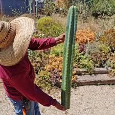 Image result for cactus cuttings