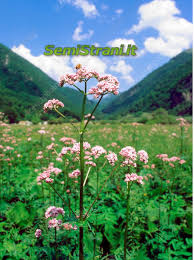 Image result for Valeriana