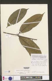 Image result for Landolphia violacea