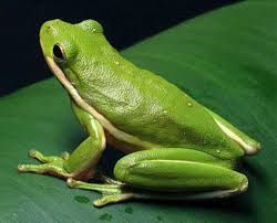 Maybe you would like to learn more about one of these? Green Tree Frog