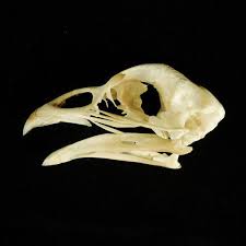 Real Domestic Chicken Skull Taxidermy Skeleton Bones Skulls For Sale Animal Bones Skull Model