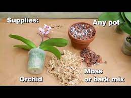 In the first case, a larger pot may not be required, simply replace the growing medium. How To Repot An Orchid Youtube