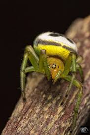 Kidney Garden Spider Araneus Mitificus By Evp David Garden Spider Spider Macro Photography