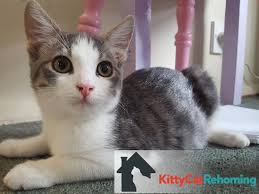 60 free photos of cats and kittens. Kitty Cat Rehoming Givealittle