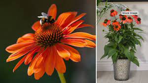 What more could you ask? Cottage Farms 4 Piece Artisan Orange Coneflower Live Plants On Qvc Youtube
