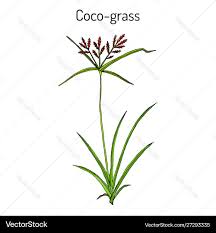 Image result for Cyperus rotundus