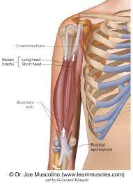 Aug 24, 2020 · the short head of the biceps correlates the most with general bicep thickness and width while the long head of the biceps is more involved in the height of the overall biceps peak. Biceps Brachii Learn Muscles