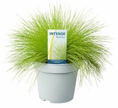 Луговик, щучка дернистая, deschampsia cespitosa. Gras Deschampsia Flexuosa Amilimetopf 17 Cm Florastore