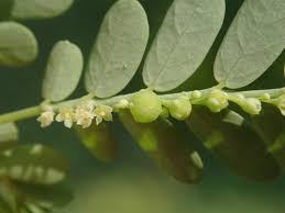 Image result for Phyllanthus glaucophyllus