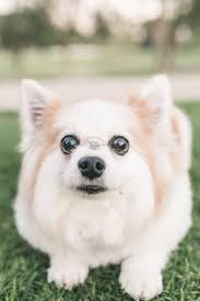 Maybe you would like to learn more about one of these? Baby Pomeranian Corgi Mix Novocom Top