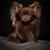 Chocolate Long Hair Chihuahua Puppies