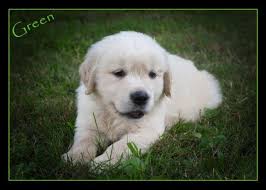We did not find results for: Beautiful Akc Golden Retriever Puppies For Sale In Bellingham Massachusetts Classified Americanlisted Com