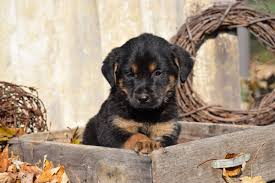 A rottweiler mix is a cross between a rottweiler and another dog breed. German Shepherd Rottweiler Mix Puppy For Sale Millersburg Ohio Sam Mal Ac Puppies Llc