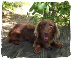 Comes with a 1 year genetic health guarantee, vet checked. Mini Dachshund Puppies For Sale In Alabama Akc Smooth Long Coat Dachshund Puppies For Sale Dachshund Puppies Puppies