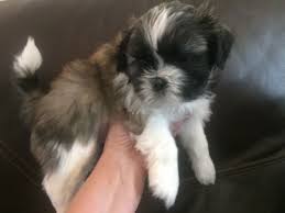 Shih Tzu Puppy For Sale In Ogden Ut Adn 32500 On Puppyfinder Com Gender Male Age 6 Weeks Old Nickname Shih Tuz Shih Tzu Puppy Puppies For Sale Shih Tzu