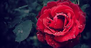 Facebook gives people the power to share. Bette Midler Could Be Sharing The Meaning Of Love In Her Hit Song The Rose Starts At 60