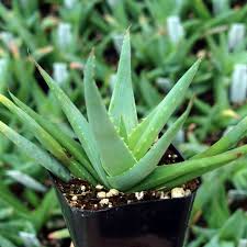 Image result for Aloe wollastonii