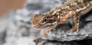 Image result for Pogonarthria