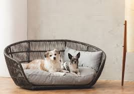 pin on designer dog products