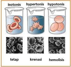 Sel hewan akan mengalami hemolisis jika berada pada lingkungan materi fiswan dan mikrobiologi: Biologi Gonzaga Osmosis Krenasi Plasmolisis