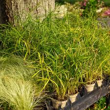 Image result for Cyperus mollipes