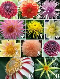 August Flower Gets Its Dues Dahlia Flower Day Dahlia Flower Flowers Types Of Flowers
