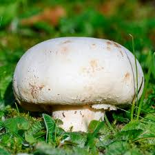 Pilz is a leading innovative automation technology company. Hagemann Bio Pilz Zuchtset Champignon Weiss Hagemann