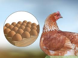 The Best Way To Start A Chicken Farm Business Wikihow